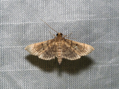 Omiodes indicata