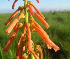 Kniphofia laxiflora