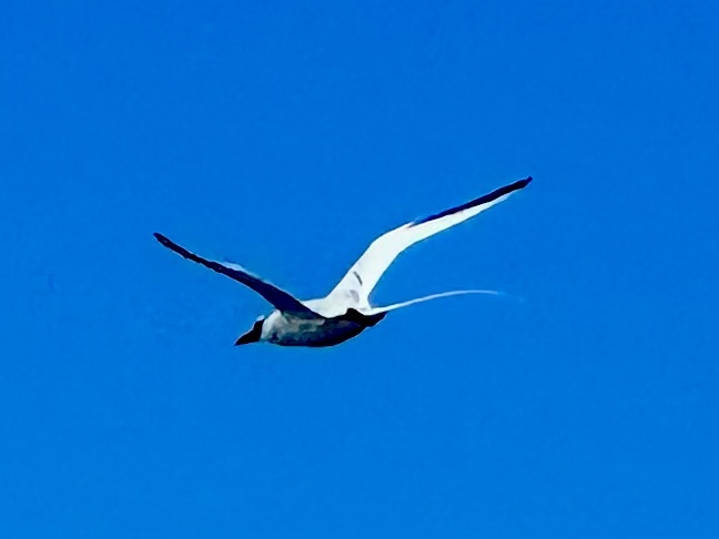 Red-billed Tropicbird (Phaethon aethereus), photo 7