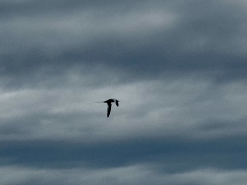 Red-billed Tropicbird (Phaethon aethereus), photo 10