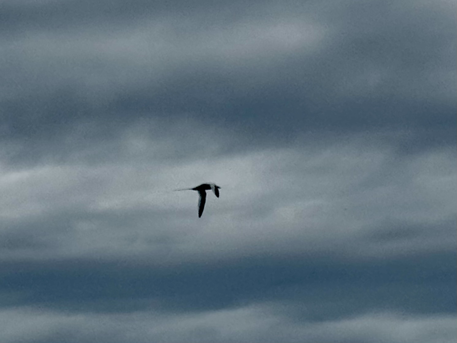 Red-billed Tropicbird (Phaethon aethereus), photo 9
