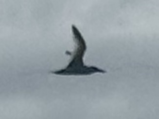 Red-billed Tropicbird (Phaethon aethereus), photo 10
