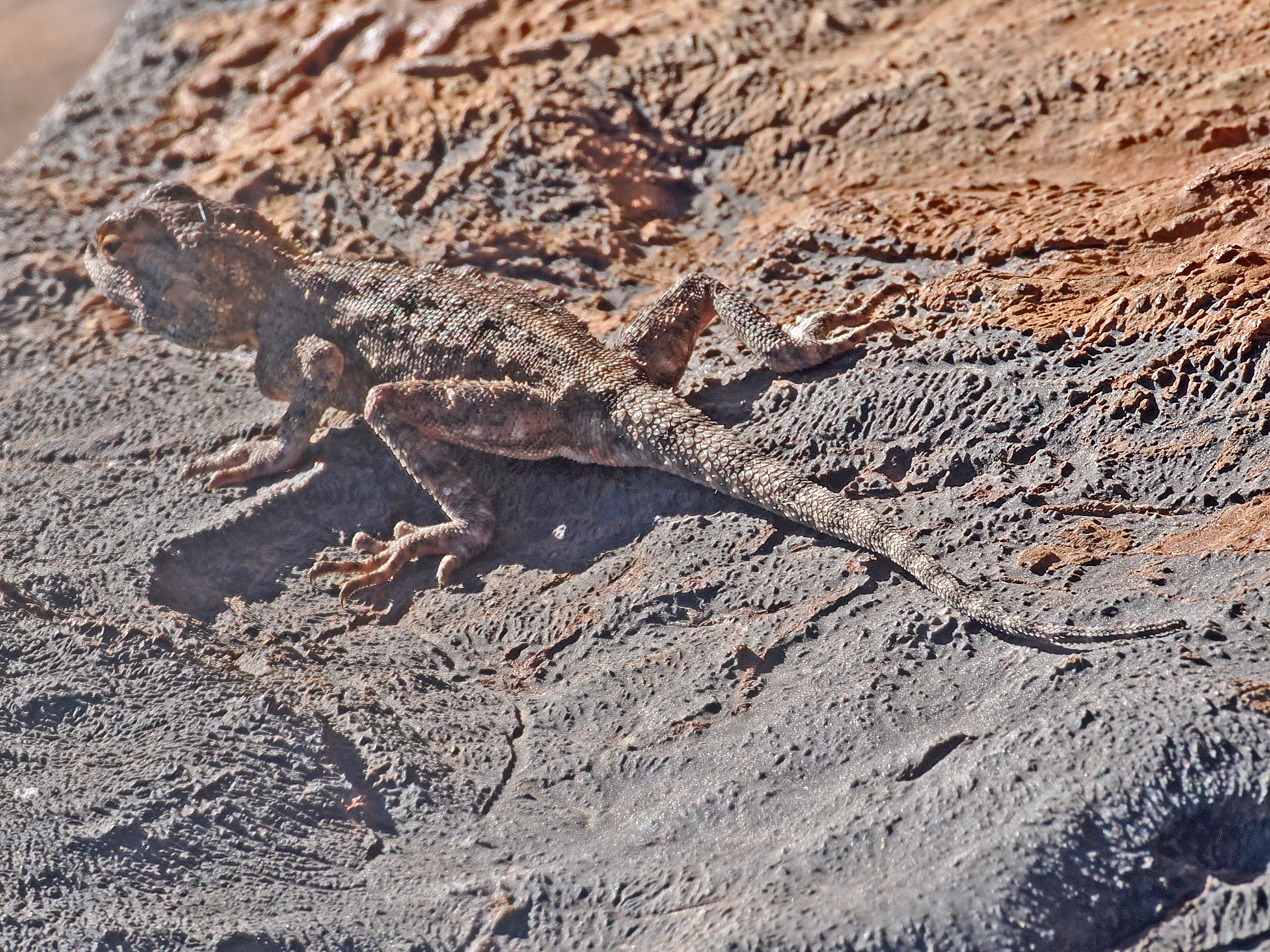 Agama anchietae Bocage, 1896