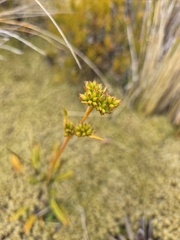author not stated, no rights reserved Aciphylla monroi, photograph author not stated, no rights reserved