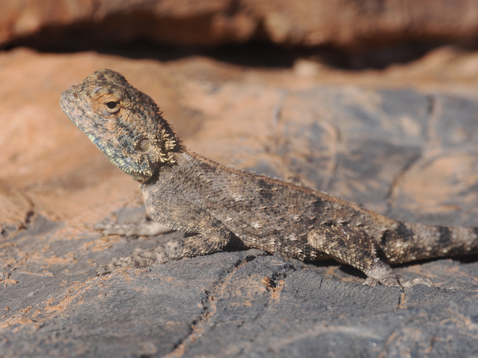 Agama anchietae Bocage, 1896
