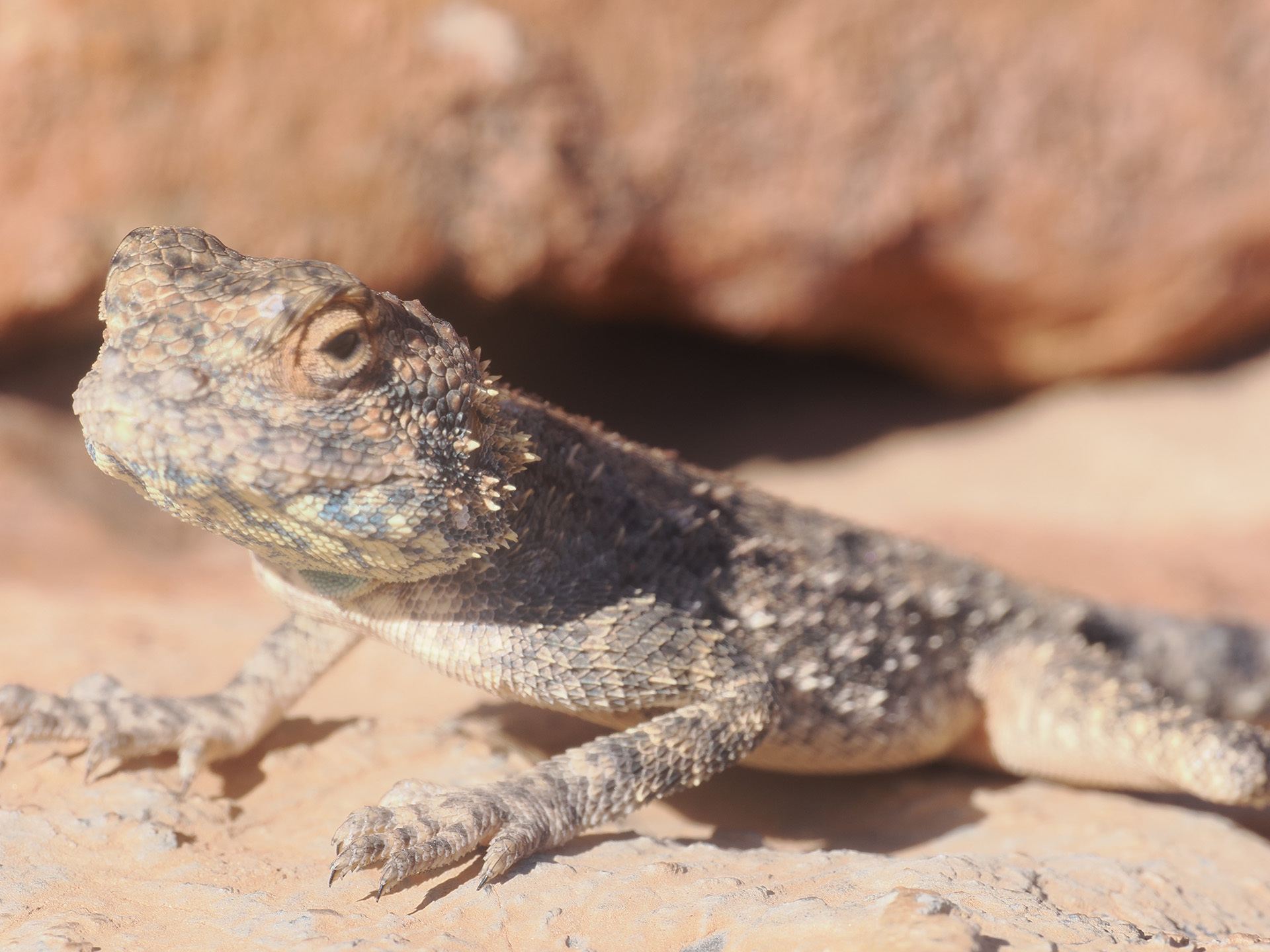 Agama anchietae Bocage, 1896