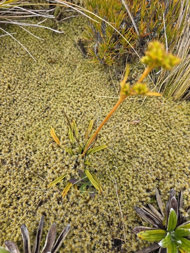 Aciphylla monroi, photograph 6