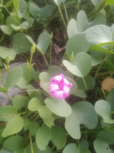 Beach Morning Glory