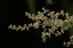 Koenigia mollis