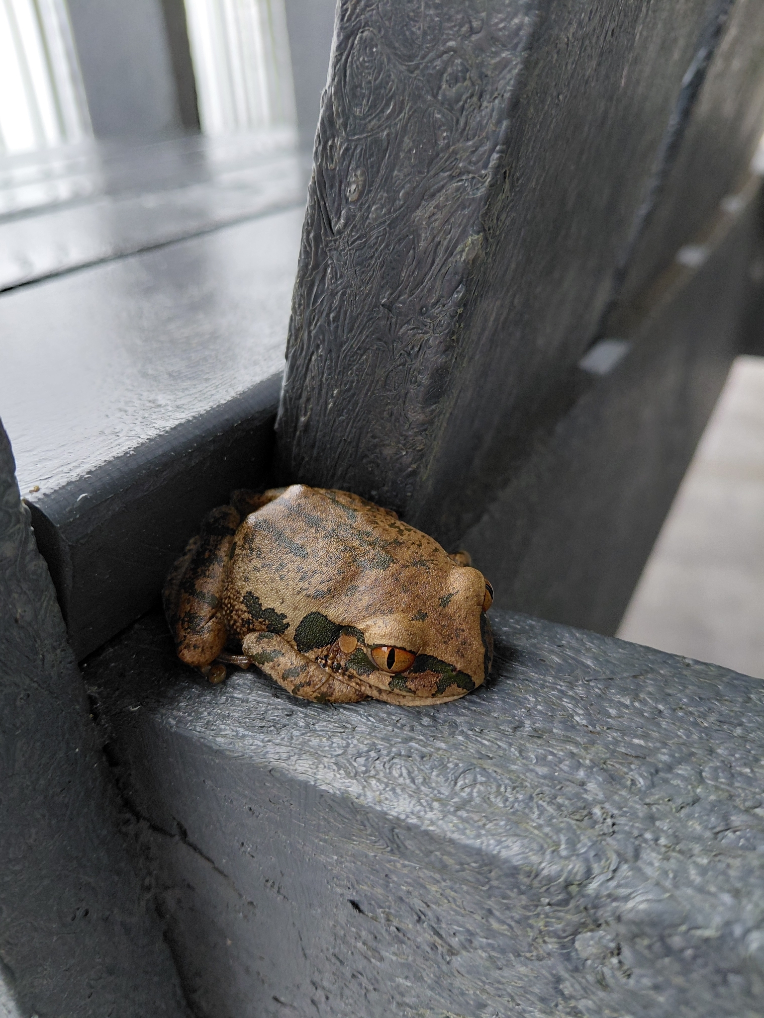 Leptopelis natalensis (Smith, 1849)