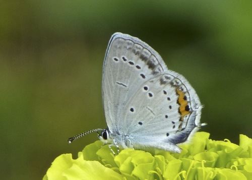 Short-tailed Blue, photo 9 of 10
