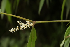 Koenigia mollis