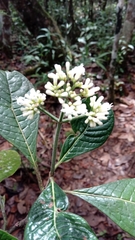 Psychotria bullulata image