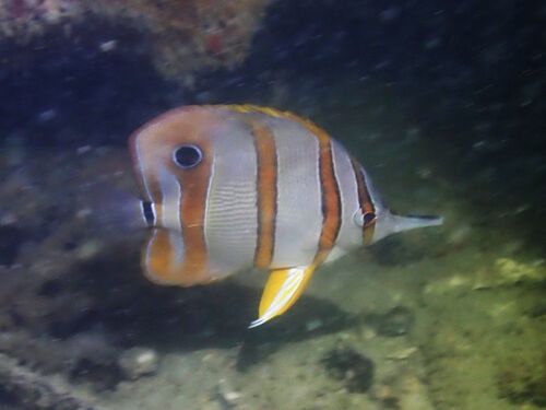 Koperband-vlindervis (Chelmon rostratus) — Chaetodontidae — 5