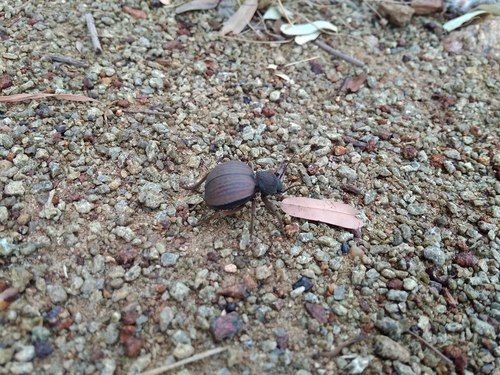Redback toktokkie