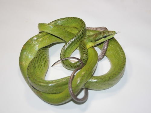 Gonyosoma oxycephalum