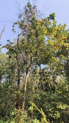 Shorea robusta