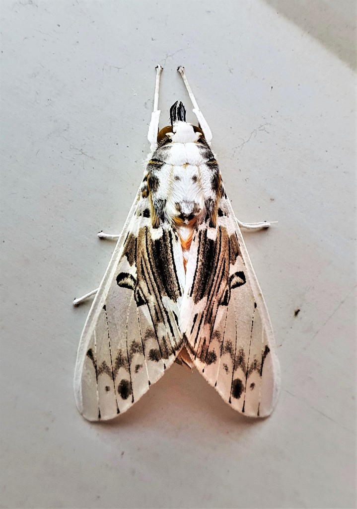 Idalus intermedia