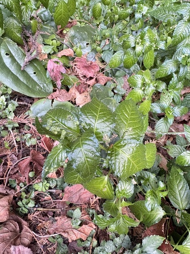 Mercurialis leiocarpa (Mercurialis leiocarpa)