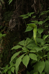 Arisaema tortuosum