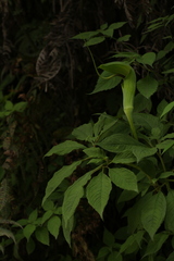 Arisaema tortuosum