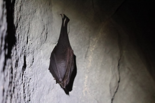 Formosan Woolly Horseshoe Bat