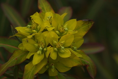 Euphorbia sikkimensis