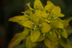 Euphorbia sikkimensis