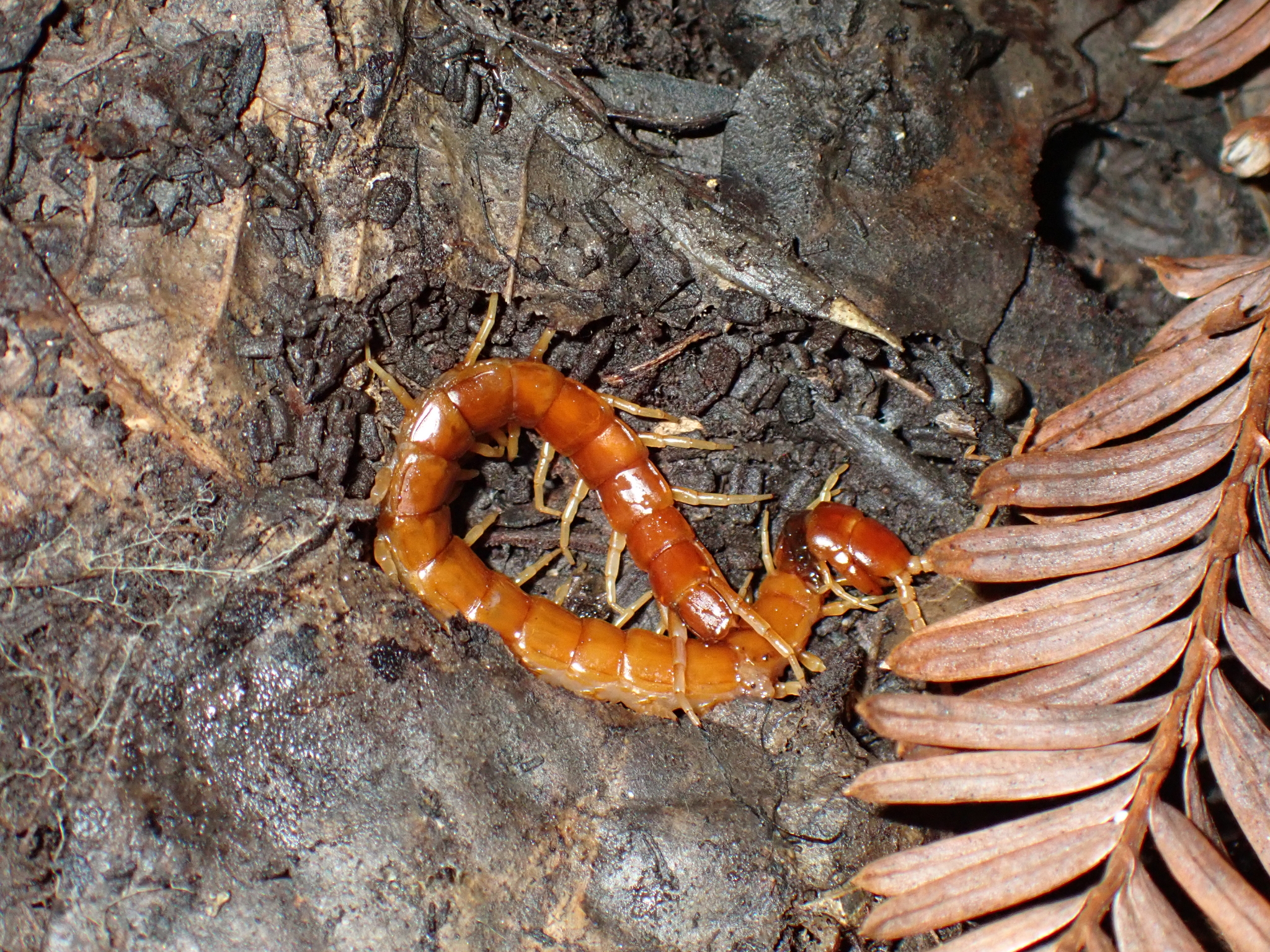 Scolopocryptops gracilis Wood, 1862