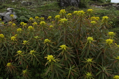 Euphorbia sikkimensis