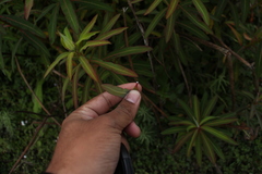 Euphorbia sikkimensis