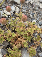 Acaena glabra