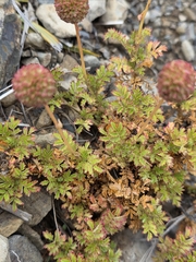 Acaena glabra, photograph author not stated, no rights reserved