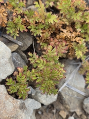Acaena glabra, photograph author not stated, no rights reserved