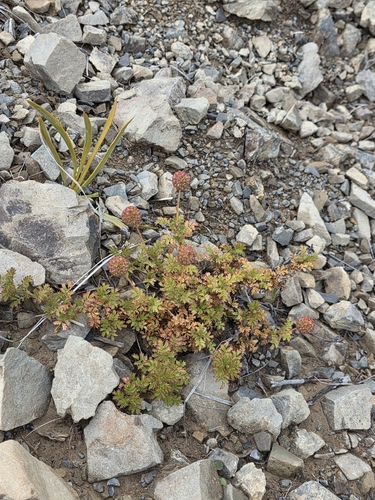 Acaena glabra, photograph 4
