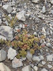 Acaena glabra, photograph author not stated, no rights reserved