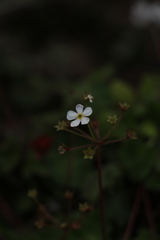 Androsace geraniifolia