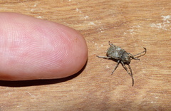 Phloeobius