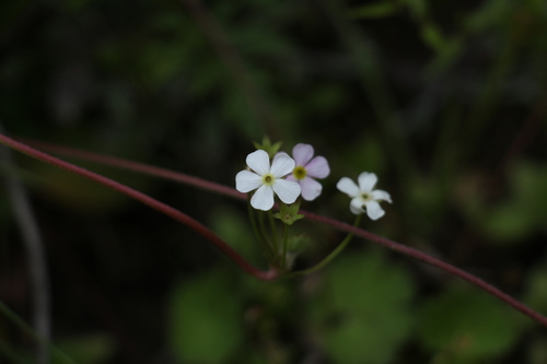 Androsace geraniifolia (Androsace geraniifolia)