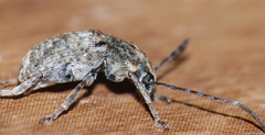 Phloeobius