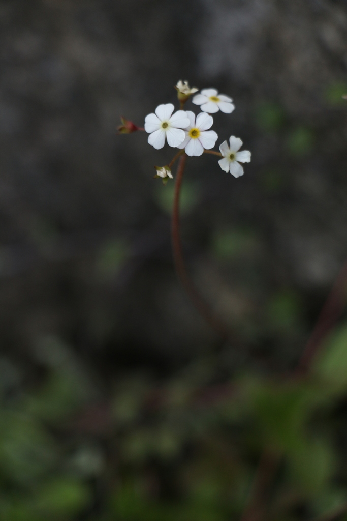 Androsace geraniifolia