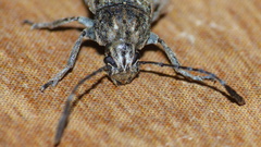 Phloeobius