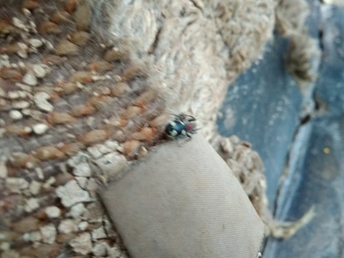 Graptartia Dark Sac Spider