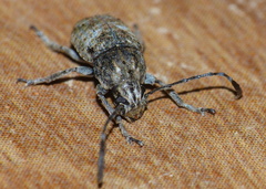 Phloeobius