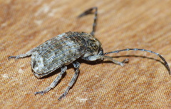 Phloeobius