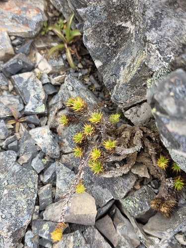 Colobanthus acicularis, photograph 6