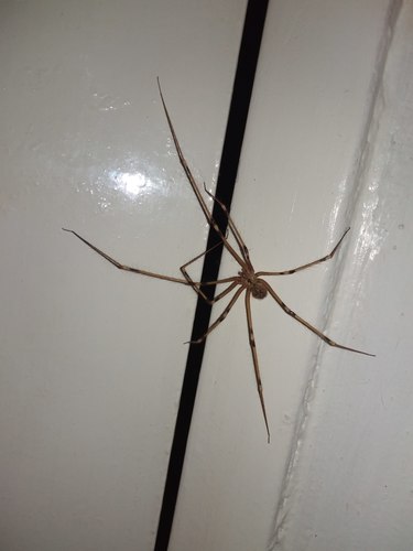 Giant Cellar Spider