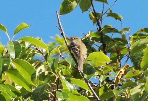 Empidonax minimus