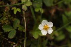 Fragaria nubicola