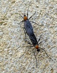 Plecia ruficollis